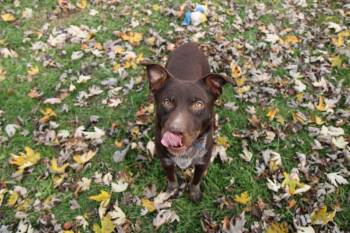 Mixed Breed Dogs Available for Adoption in Plain City, Ohio - Cocoa Bean | PetCurious
