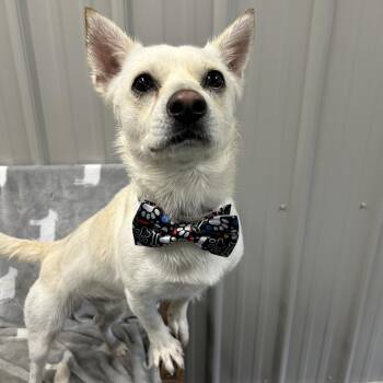 Charlie -  Chihuahua and Mixed Breed Dog for Adoption in Moravia, New York - Charlie | PetCurious