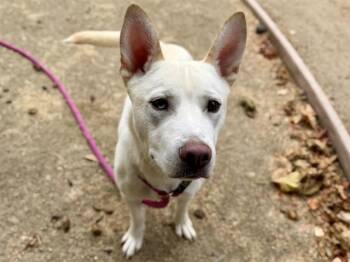 RYKER -  Siberian Husky and Mixed Breed Dog for Adoption in Martinez, California - RYKER | PetCurious