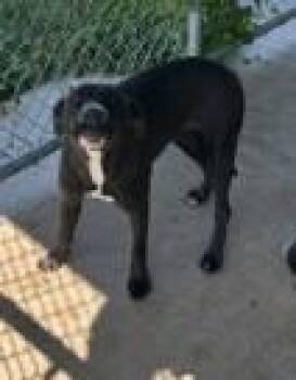 Odette -  Pit Bull Terrier and Mixed Breed Dog for Adoption in West Memphis, Arkansas - Odette | PetCurious