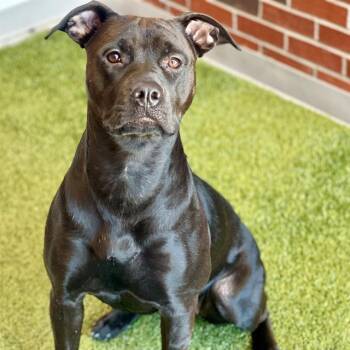 Pit Bull Terrier Dogs Available for Adoption - SAYLOR | PetCurious