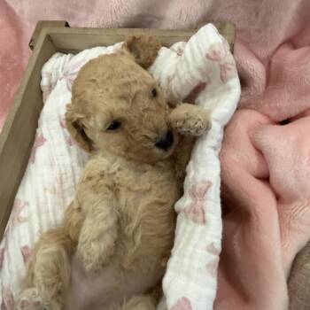 Squidward -  Poodle and Mixed Breed Dog for Adoption in Sacramento, California - Squidward | PetCurious