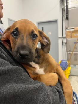 Hound Dogs Available for Adoption - Love | PetCurious