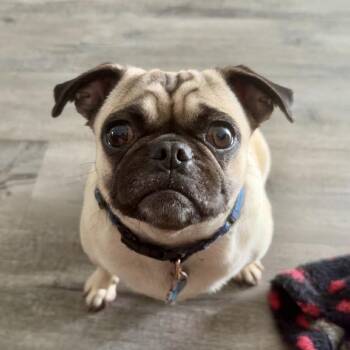 MOZZARELLA -  Pug and Terrier Dog for Adoption in Richmond, California - MOZZARELLA | PetCurious