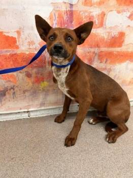 JUPITER -  Australian Cattle Dog Blue Heeler and Rottweiler Dog for Adoption in San Bernardino, California - JUPITER | PetCurious