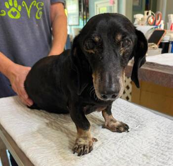 Doodlebug (NOT YET AVAILABLE) -  Dachshund Dog for Adoption in Benton, Louisiana - Doodlebug (NOT YET AVAILABLE) | PetCurious