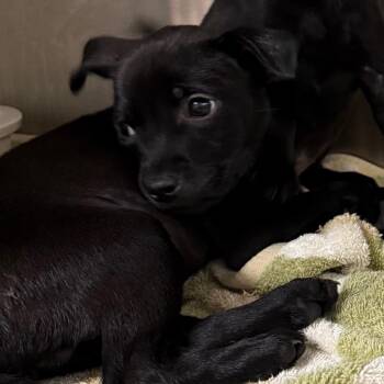 Black Labrador Retriever and Mixed Breed Dogs Available for Adoption - Tommy | PetCurious