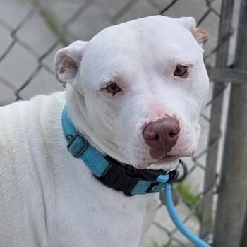 Pit Bull Terrier Dogs Available for Adoption in Pittsford, Vermont - Rosie | PetCurious