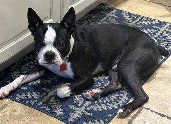 Jake -  Boston Terrier Dog for Adoption in Scottsdale, Arizona - Jake | PetCurious
