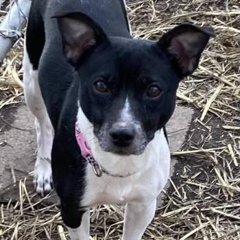 Chihuahua and Jack Russell Terrier Dogs Available for Adoption - Roxy | PetCurious
