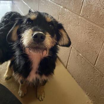 Wirehaired Terrier and Mixed Breed Dogs Available for Adoption - Dragon | PetCurious