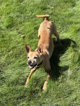 Scooby -  Chihuahua and Terrier Dog for Adoption in Pasco, Washington - Scooby | PetCurious