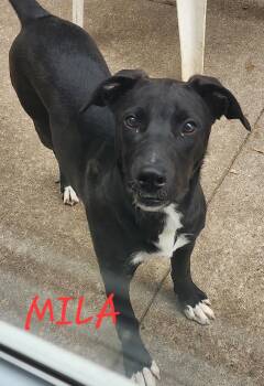 Rescue Black Labrador Retriever and German Shepherd Dog Dogs for Adoption in Momence, Illinois - Mila | PetCurious