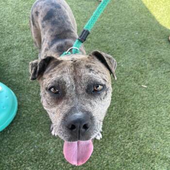 Sandria -  Mixed Breed Dog for Adoption in Philadelphia, Pennsylvania - Sandria | PetCurious