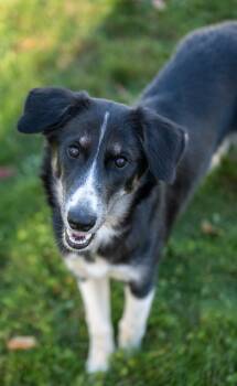 Sneezy -  Schnauzer Dog for Adoption in Stratham, New Hampshire - Sneezy | PetCurious