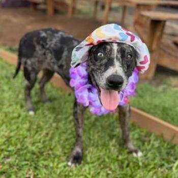 Cadillac -  Mixed Breed Dog for Adoption in Washougal, Washington - Cadillac | PetCurious
