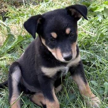 Loretta -  Mixed Breed Dog for Adoption in Prescott, Arizona - Loretta | PetCurious
