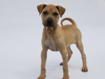 Vanilla -  Shar Pei and Labrador Retriever Dog for Adoption in Sedalia, Colorado - Vanilla | PetCurious