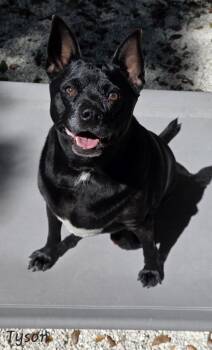 Chihuahua Dogs Available for Adoption in Key Largo, Florida - Tyson | PetCurious