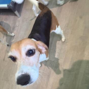 UVS1 aka Khloe - 7829 -  Beagle Dog for Adoption in Loxahatchee Groves, Florida - UVS1 Aka Khloe - 7829 | PetCurious