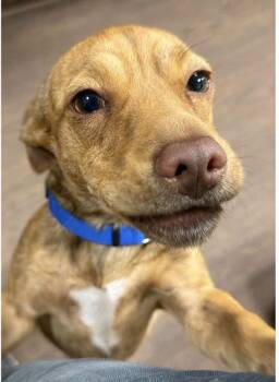 Niki -  Mixed Breed Dog for Adoption in Larkfield-wikiup, California - Niki | PetCurious