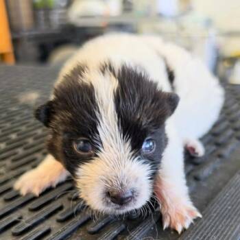Thanos -  Husky and Australian Shepherd Dog for Adoption in Phoenix, Arizona - Thanos | PetCurious