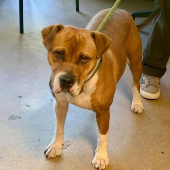 Handsome B. Charming -  American Staffordshire Terrier and Mixed Breed Dog for Adoption in Baltimore, Maryland - Handsome B. Charming | PetCurious