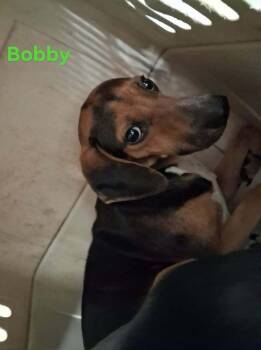 SF Bobby -  Beagle and Chihuahua Dog for Adoption in Warrenton, Missouri - SF Bobby | PetCurious