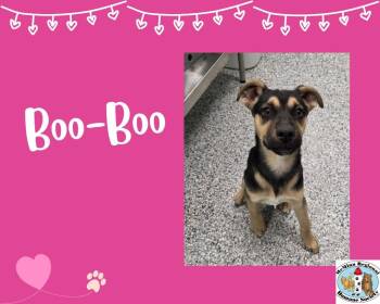 Terrier Dogs Available for Adoption - Boo Boo | PetCurious