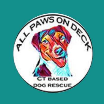 General Pre-Approval Application -  Labrador Retriever and Mixed Breed Dog for Adoption in Griswold, Connecticut - General Pre-Approval Application | PetCurious