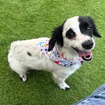 Riri -  Chiweenie Dog for Adoption in Humacao, Humacao - Riri | PetCurious