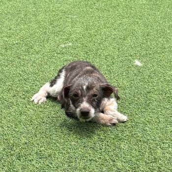Scrappy 9658 -  Mixed Breed Dog for Adoption in Loxahatchee Groves, Florida - Scrappy 9658 | PetCurious