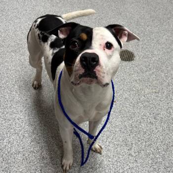Moo -  American Staffordshire Terrier Dog for Adoption in Grand Rapids, Michigan - Moo | PetCurious