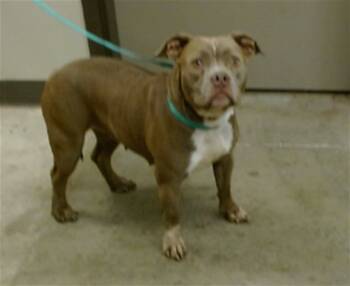 Rescue Pit Bull Terrier Dogs for Adoption in Ontario, California - CHERISH | PetCurious