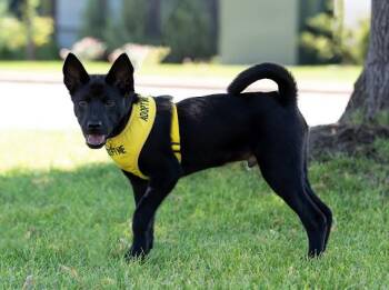 Cullen -  Mixed Breed Dog for Adoption in Farmington, Minnesota - Cullen | PetCurious