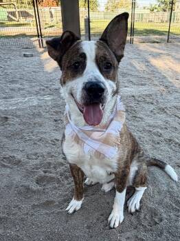 Goliath2 -  Mixed Breed Dog for Adoption in Muskegon, Michigan - Goliath2 | PetCurious