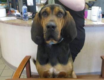Bloodhound Dogs Available for Adoption in Ocala, Florida - HANK | PetCurious