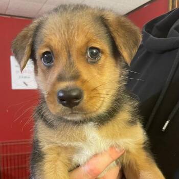 Australian Shepherd Dogs Available for Adoption - Davis | PetCurious