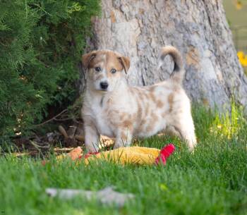 Steamer -  Smooth Collie and Australian Shepherd Dog for Adoption in New Washoe City, Nevada - Steamer | PetCurious