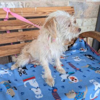 Sunny Bug -  Terrier and Maltese Dog for Adoption in Chico, California - Sunny Bug | PetCurious