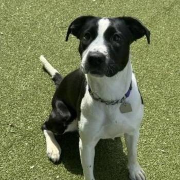 Nancey -  Mixed Breed Dog for Adoption in New Bedford, Massachusetts - Nancey | PetCurious