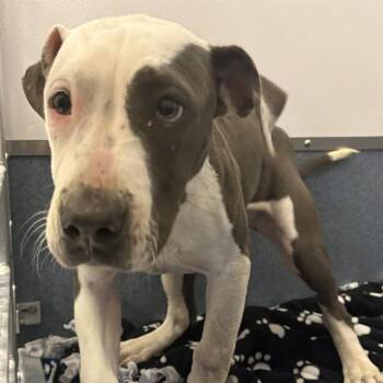 Pit Bull Terrier Dogs Available for Adoption in St. Louis, Missouri - BERTIE | PetCurious