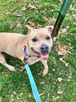 Rescue Pit Bull Terrier Dogs for Adoption in Cleveland, Ohio - Champagne Diamond | PetCurious