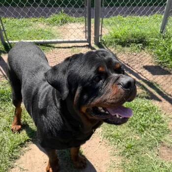 Ethan -  Rottweiler Dog Available for Adoption in Polk, Ohio - Ethan | PetCurious