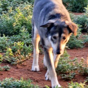 Sarama -  Husky Dog for Adoption in Clovis, New Mexico - Sarama | PetCurious