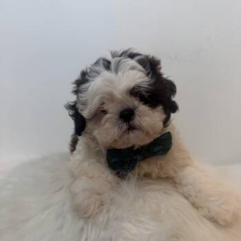 Smush -  Shih Poo Dog for Adoption in Wrightstown, New Jersey - Smush | PetCurious