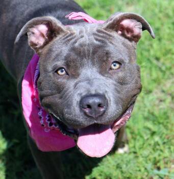 April (AO36671) -  American Bulldog Dog for Adoption in Kansas City, Kansas - April (AO36671) | PetCurious