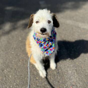 Erwin -  Terrier Dog for Adoption in Newberg, Oregon - Erwin | PetCurious