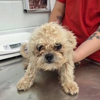 Puff -  Maltese Dog for Adoption in Chattanooga, Tennessee - Puff | PetCurious
