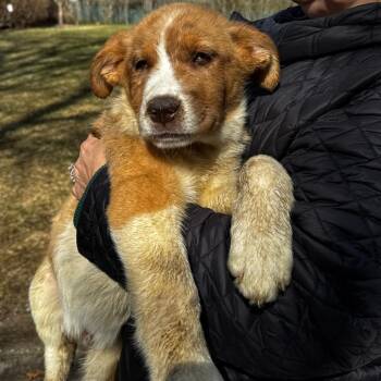 Australian Shepherd and Mixed Breed Dogs Available for Adoption - NY Kurt Russell Avail Mar 21 (Tractor Supply Patterson NY) | PetCurious